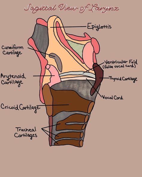 Larynx Drawing, Speech Pathology Anatomy, Esophagus Anatomy, Speech Language Pathology Anatomy, Larynx Anatomy, Nursing Anatomy, Slp Outfits, Speech Language Pathology Grad School, Lets Make A Baby