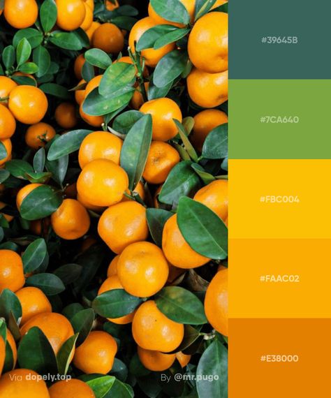 16 Fruity color palettes on Behance Mehdi Designer, Food Colors Palette, Beautiful Color Palettes, Color Palette Inspiration, Campaign Photography, Logo Colors, Orange Color Palettes, Fruits Photos, Purple Color Palettes