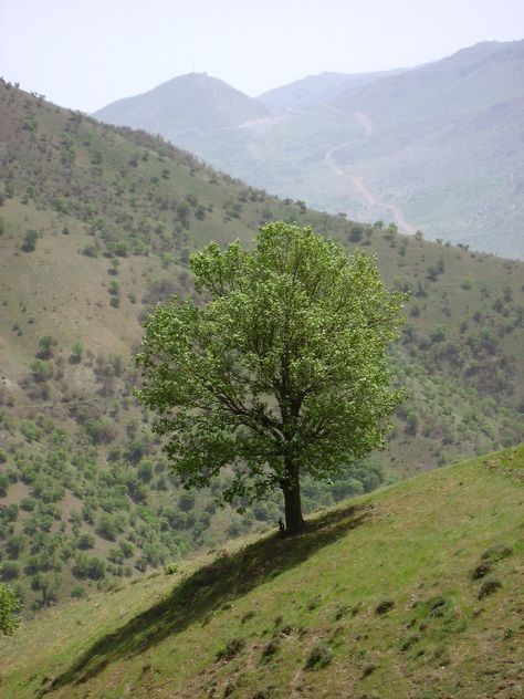 Oak Tree in Zagros mountain range near Marivan City, Kurdistan Province, Iran. Photo by Pellk Zagros Mountains, Garden Of Eden, Oak Tree, Mountain Range, Iran, Hiking Trails, Hiking, Country Roads, Water