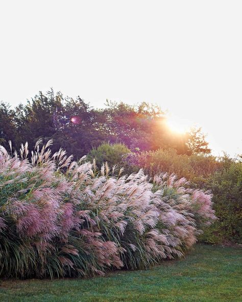 Ornamental Grass Is a Low-Maintenance, Drought-Resistant Plant Wonder | Apartment Therapy Perennials Low Maintenance, Tall Grasses, Drought Resistant Plants, Grasses Landscaping, Grasses Garden, Garden Shrubs, Garden Types, Low Maintenance Garden, Have Inspiration