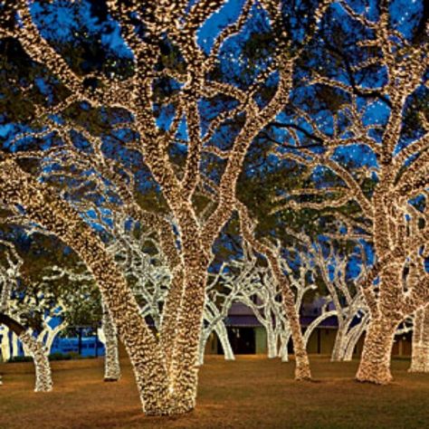 Lighted Trees, Texas Christmas, Texas Places, Southern Christmas, Best Christmas Lights, Texas Towns, Christmas Light Displays, Christmas Town, Johnson City