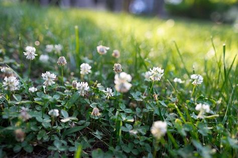 The Complete Guide To Lawn Alternatives | Better Homes and Gardens Lawn Stars, Autumn In Australia, Lawn Alternative, Clover Lawn, Moss Lawn, Lawn Alternatives, Japanese Forest, Fountain Grass, Types Of Grass