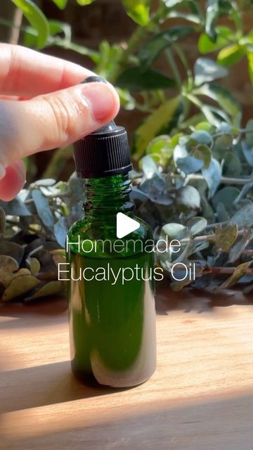 Dry Eucalyptus, Carrier Oil Benefits, Sustainable Beauty, Dried Eucalyptus, Carrier Oil, Eucalyptus Oil, Diy Essential Oils, Oil Benefits, Free Product