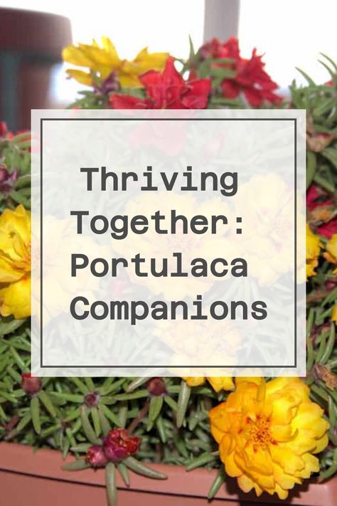 Thriving Together: Portulaca Companions Polka Dot Plant Outdoors, Portulaca Flowers Planting Ideas, Portulaca Flowers Ideas, Purslane Flowers, Plant Pairings, Portulaca Flowers, Rose Like Flowers, Canna Lily, Perennial Herbs