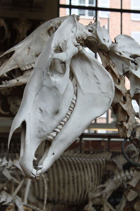 Horse Skeleton, Animal Skeleton, Med Vet, Horse Skull, Higher Art, Skull Reference, Sculpture Animal, Animal Skeletons, Horse Anatomy