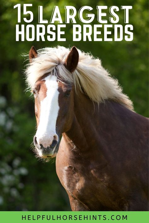 Big Horse Breeds, Breeds Of Horses, Largest Horse Breed, Unusual Horse, Percheron Horses, Haflinger Horse, Horse Barn Ideas Stables, Western Pleasure Horses, Pony Breeds