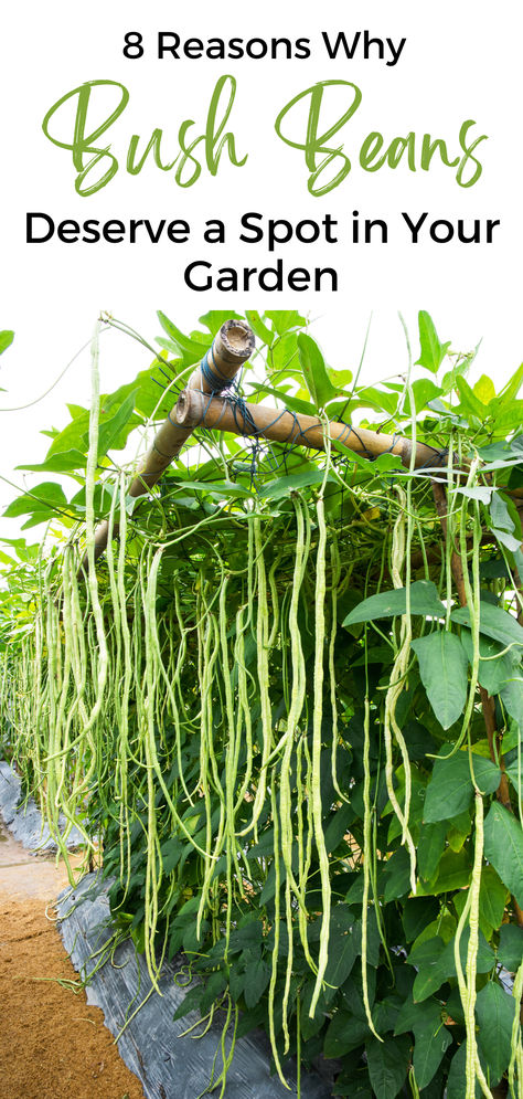 8 Compelling Reasons to Cultivate Bush Beans Bush Bean Recipes, Bush Beans Growing, Plant Advice, Seed Starter Kit, Bean Varieties, Vegetable Harvest, Space Efficiency, Bush Beans, Backyard Gardening