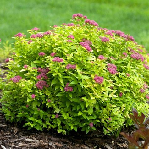 Spirea Bush, Spirea Shrub, Garden Shrubs, Proven Winners, Landscaping Supplies, Home Landscaping, Low Maintenance Plants, Diy Landscaping, Flowering Shrubs