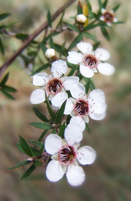 Manuka Tree, Australian Trees, Australian Flowers, Nz Art, Australian Native Flowers, Australian Plants, Australian Garden, Australian Native Plants, Australian Flora