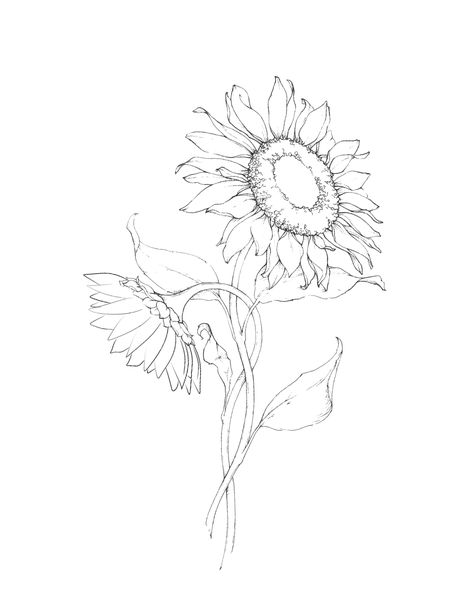 Sunflower Tattoos Fine Line, Bouquet Of Sunflowers Drawing, Sunflower Tattoo Bicep, Simple Sunflower Bouquet Tattoo, Sunflower Fineline Tattoo, Sun Flower Tattoos, Sunflower Tattoo Sketch, Urn Tattoo, Realistic Sunflower Tattoo