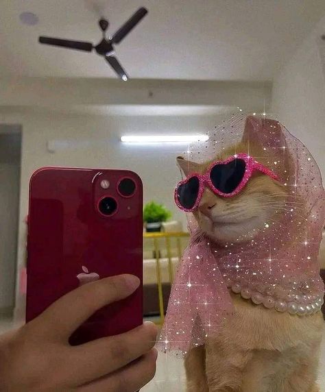 Animal Sunglasses, Sassy Cat, Phone Covers Diy, Cute Small Animals, Cat Selfie, Cat Sunglasses, Cat Scarf, Shotting Photo, Potter Art