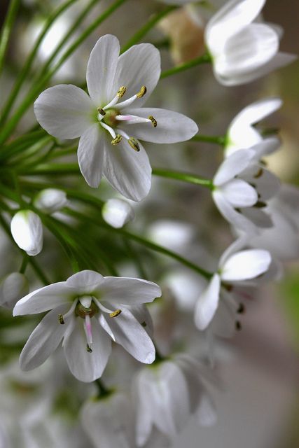 Allium neapolitanum ( ajo blanco) | Allium Neapolitanum, Garlic Flower, Allium Flowers, Blanco White, Quotes Books, Chocolate Food, Photography Quotes, Flower Arrangements Simple, Garden Bulbs