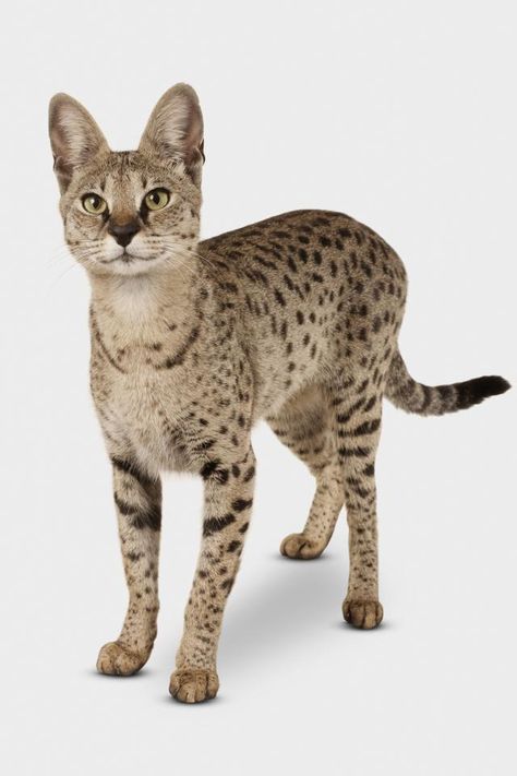 The hybrid cat is gaining in popularity for many reasons. Many people seek a house cat that resembles their wild counterparts or simply a larger cat. Savanna Cat, African Serval, Savannah Kitten, Savannah Cats, Hybrid Cat, Serval Cats, Animals Tattoo, Tattoo Nature, Ocicat