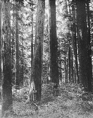 Port Orford Cedar, Sweat Lodge, Coos Bay, Conifer Trees, Rock Creek, Southern Oregon, Forest Service, Ornamental Plants, Landscaping Plants