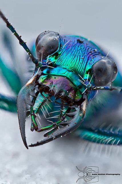 Tiger beetle - Cicindela sp. by Colin Hutton Photography, via Flickr Tiger Beetle, Beautiful Insects, Small Creatures, Cool Insects, Cool Bugs, Beautiful Bugs, Arthropods, Creepy Crawlies, Insect Art