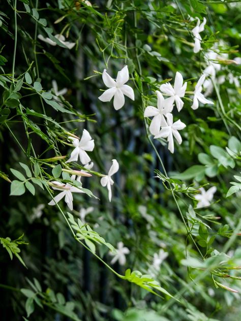 Spanish Garden Ideas, Spanish Jasmine, Jasmine Tree, Another Word For Love, Jasmine Tattoo, Flower Studies, Plants For Raised Beds, Spanish Garden, Leaf Photography