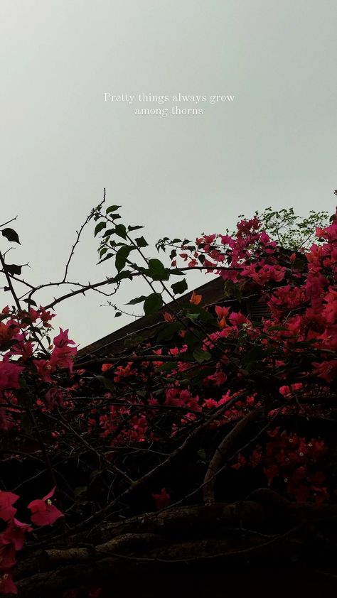 Capturing Nature Quotes, Bougainvillea Aesthetic Caption, Bougainvillea Instagram Story, Bougainvillea Aesthetic Quotes, Bougainvillea Captions, Bougainvillea Captions For Instagram, Bougainvillea Quotes, Caption For Flowers Pictures, Flowers Aesthetic Captions