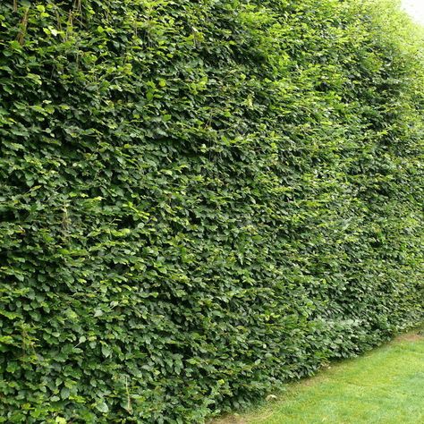 Discover the best way to plant beech hedge in your garden and find the best time to plant beech hedges in the UK here in the Gardeners Dream guide. Palm House Plants, House Plants Hanging, Beech Hedge, Flowering House Plants, Evergreen Hedge, Biennial Plants, Tropical House Plants, Summer Flowering Bulbs, Planting Guide