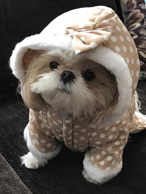 Shitzu Puppies, Shih Tzu Funny, Lion Dog, Cute Puppy Pictures, Shih Tzu Puppy, Shih Tzu Dog, Puppy Pictures, Great Dane, Small Dog