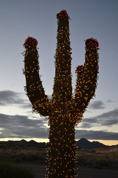 Christmas in the desert Captions For Instagram 2023, Christmas In The Desert, Desert Pics, Christmas Captions For Instagram, Sedum Garden, Mexican Ornaments, Southwestern Christmas, Desert Christmas, Southwest Christmas