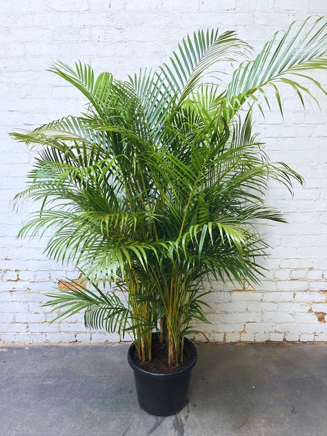 Golden Cane Palm, Set Apart, Decorative Pots, Tropical Palm, Great Outdoors, The Great Outdoors, Indoor Plants, Soil, Melbourne