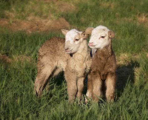 Katahdin Sheep: Low-Maintenance Meat and Milk Producer Milking Sheep, Katahdin Sheep, Raising Sheep, Sheep Farming, Sheep Milk, Pet Sheep, Icelandic Sheep, Milk Benefits, Baa Baa Black Sheep