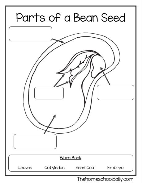 Parts Of A Bean Seed, Parts Of A Seed Diagram, Parts Of A Seed Worksheet, Plant Growth Chart, Parts Of A Seed, Green Bean Seeds, Different Types Of Seeds, Growing Beans, Plants Worksheets