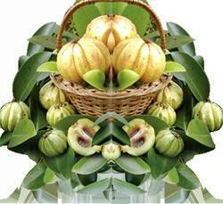 Why Should You Choose A Garcinia Cambogia With Appropriate HCA Levels? -http://bit.ly/1pvBikz Gymnema Sylvestre, Tomato Nutrition, Calendula Benefits, Zinc Deficiency, Quick Energy, Matcha Benefits, Coconut Health Benefits, Benefits Of Coconut Oil, Garcinia Cambogia