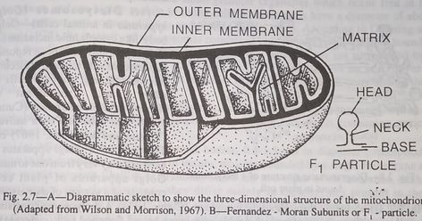 Several protoplasmic organelles smaller than plastids are found to occur in the spaces of the ground cytoplasm-these are known as mitochondria (singular mitochondrion) or chondriosomes (grain-like bodies) Mitochondria vary greatly in shape. Through the light microscope they appear as small granules rods or filaments and sometimes lobed. They are about 0.5 pm in diameter and upto 6 pm in length. In living cells mitochondria may be identified easily by means of the Janus-green B-stain. Each mitoch Mitochondria Drawing, Bio Project, Light Microscope, Plasma Membrane, Art Instructions, Hand Jewelry, Head And Neck, Biology, Three Dimensional