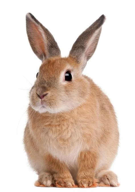 Bunny rabbit sitting on white isolated | Premium Photo #Freepik #photo #animals #cute #white #rabbit Bunny Background, Rabbit Sitting, Young Rabbit, Penguin Drawing, White Bunnies, Rabbit Pictures, Rabbit Photos, Bunny Images, Kitten Drawing