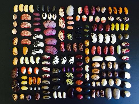 A Bean Collector's Window Snap Beans, Bean Varieties, Bean Seeds, Seed Catalogs, Seed Saving, Seed Company, Dried Beans, Stuffed Shells, Food Staples