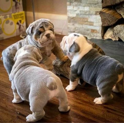 Cute Bulldog Puppies, Bulldog Pics, Bulldog Funny, Cute Bulldogs, English Bulldog Puppies, Bully Dog, British Bulldog, Funny Dog Memes, Bulldog Lover