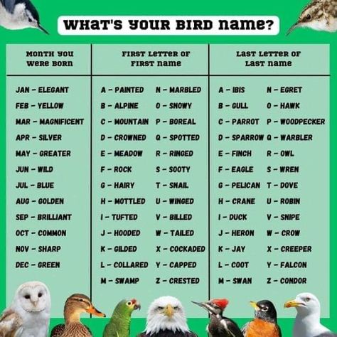 Ninja Name, Funny Name Generator, Facebook Questions, Silly Names, Spell Your Name, Nerd Games, Reindeer Names, Healing Codes, Interactive Posts