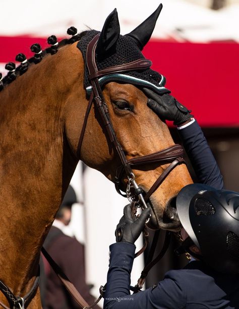 Winter Equestrian Festival, Winter Equestrian, Wellington Florida, Show Jumping Horses, Equestrian Aesthetic, Beautiful Horse Pictures, Horse Fashion, Horse Aesthetic, Equestrian Lifestyle