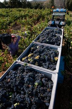 Harvest Photoshoot, Grapes Garden, Vineyard Photos, Michigan Wineries, Vineyard Photography, Grape Harvest, Wine Vineyards, Napa Wine, Planting Pot