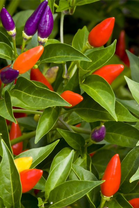 How To Grow Ornamental Peppers To Create Amazing Pots & Containers! Pepper Steak Recipes, Recipes Peppers, Bell Pepper Stuffed, Ornamental Peppers, Peppered Steak, Pepper Garden, Heat Tolerant Plants, Pot Gardening, Pepper Steak Recipe