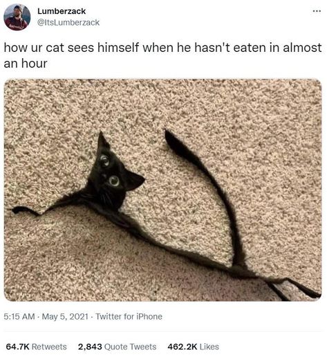 50 Best Cat Tweets Of 2021: The Funniest And Most Viral Of Cat Twitter - I Can Has Cheezburger? Animal Kindness, Cat Tweets, Comedy Pictures, Study Biology, Cats Stuff, Cat Picture, Funny Cat Memes, Funny Cat Pictures, Animal Quotes