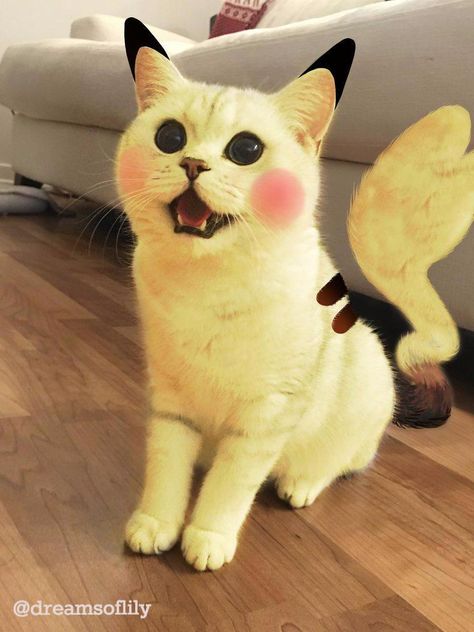 A wild pikacat appears! Pikachu Cat, Pika Pika, Best Cat Food, Cute Pikachu, Cute Small Animals, Image Chat, Cute Fantasy Creatures, Cute Animals Images, Cat Behavior