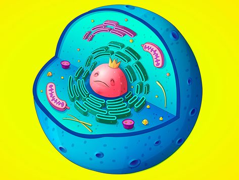 Biology Illustration, Cell Membrane Structure, Eukaryotic Cell, Membrane Structure, Cell Membrane, Science Fair, Silver Spring, Show And Tell, Behance Net