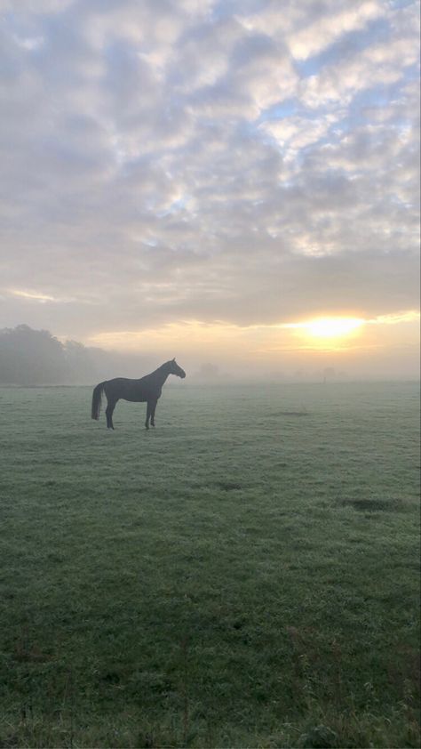 Horses In The Rain, Horses Aesthetics, Foggy Field, Riding Aesthetic, Horse Background, Horse Markings, Horse Galloping, Cloudy Weather, Horse Aesthetic