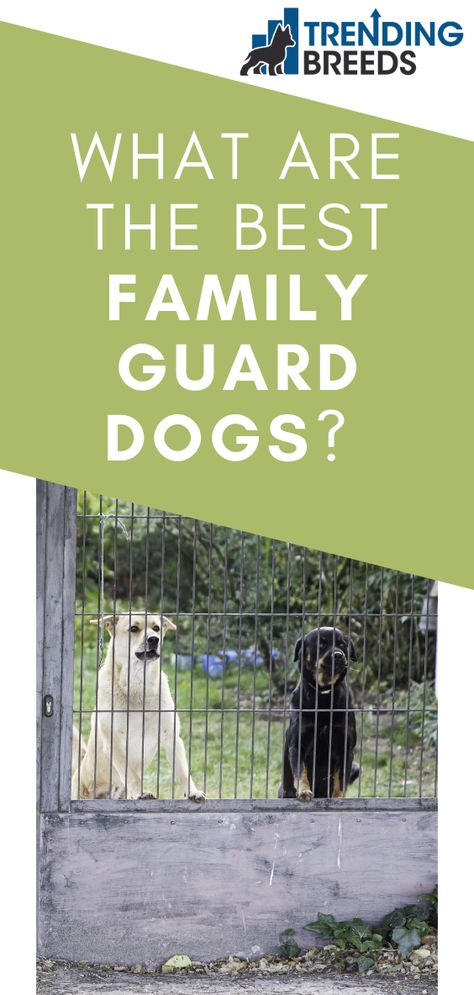 Are you looking for a dog who will be a wonderful family pet but who will also protect your family?  Dogs have been guarding the families they love for thousands of years.  There are several breeds to choose from if you want a loyal companion and great guard dog for your family.  What are the best family guard dogs? Best Guard Dog Breeds, Protective Dog Breeds, Protection Dogs, Guard Dog Breeds, Protective Dogs, Best Guard Dogs, Best Dogs For Families, Guard Dog, Family Dog