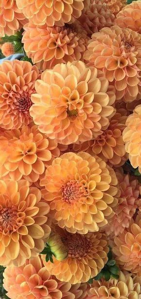 Apricot Crush Color Aesthetic, Apricot Aesthetic Color, Apricot Crush Aesthetic, Apricot Crush Pantone 2024, Apricot Color Aesthetic, Orange Dalia, Apricot Aesthetic, Apricot Crush Color, Pantone Flower