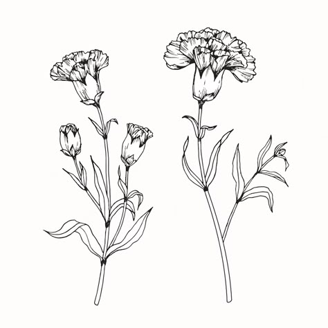 Carnation Drawing, Carnation Tattoo, Flower Line Drawings, Birth Flower Tattoos, Flower Drawings, Flower Sketches, Carnation Flower, Flower Tattoo Designs, Birth Flower