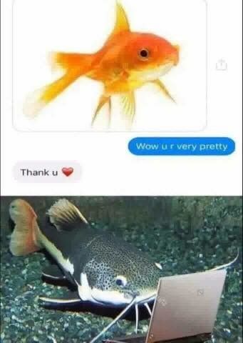 Catfish Meme, Weeaboo Cringe, Silly Fish, Random Funny Pictures, Mia 3, Silly Images, Silly Animals, Marine Biology, Wholesome Memes