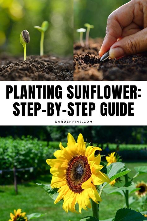 Save this pin for the best tips on planting sunflowers and watch your garden bloom! 🌻🌿 #GardeningTips #Sunflowers #GreenThumb #GrowYourOwn #GardeningInspiration How To Plant Sunflowers, When To Plant Sunflowers, Planting Sunflower Seeds, Plant Sunflowers, Sunflower Seedlings, Propagating Hydrangeas, Types Of Sunflowers, Sunflower Patch, Growing Sunflowers