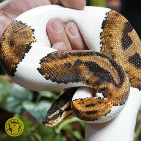 An adult Piebald Ball Python will measure between 2-5ft in length with males being closer to 3ft and females 5ft and can weigh anywhere from 1,000 to 2,500 grams.  #allanspetcenter #piebaldballpython #python #piebald #petcenter #petshop #petstore #reptilesofinstagram #ballpython #reptiles #petsofinstagram #ballpythonsofinstagram #ballpythons #ballpythonbreeder #snakesofinstagram #snakes #ballpythonmorphs Paradox Ball Python, Piebald Ball Python, Ball Python Morphs, Ball Python, Pet Store, Snakes, Pet Shop, Python, Reptiles