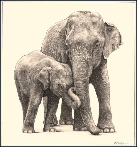 'Jumbo Family' - Asian Elephants - Fine Art Pencil Drawings  www.drawntonature.co.uk Elephant Drawings, Baby Elephant Drawing, Elephant Sketch, Painting Elephant, Mom And Baby Elephant, Pencil Drawings Of Animals, Fantasy Angel, Elephant Pictures, Drawings Of Animals