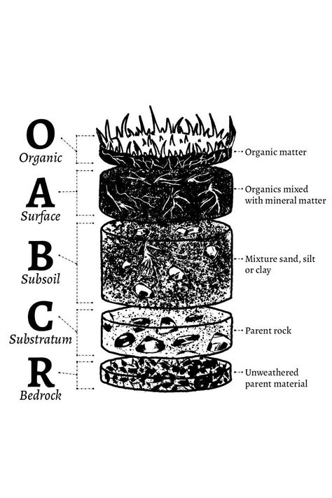 Discover the vital role of the soil profile in sustainable gardening and become a guardian of earth's precious topsoil. Soil Profile Project, Soil Profile Drawing, Layers Of Soil Drawing, Soil Drawing, Types Of Soil Project, Soil Profile, Typing Master, Soil And Water Conservation, Soil Conservation