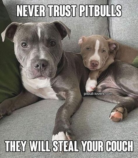 Never Trust, Puppy Love, Puppies, Funny