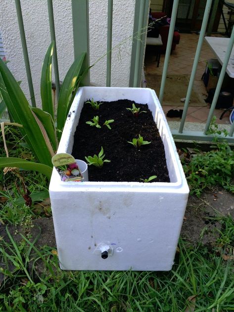 Chez Morgs: Self watering styrofoam planter Styrofoam Planter Boxes, Styrofoam Crafts, Self Watering Containers, Local Fruit, Gardening Projects, Pvc Pipes, Foam Blocks, Backyard Inspiration, Self Watering Planter